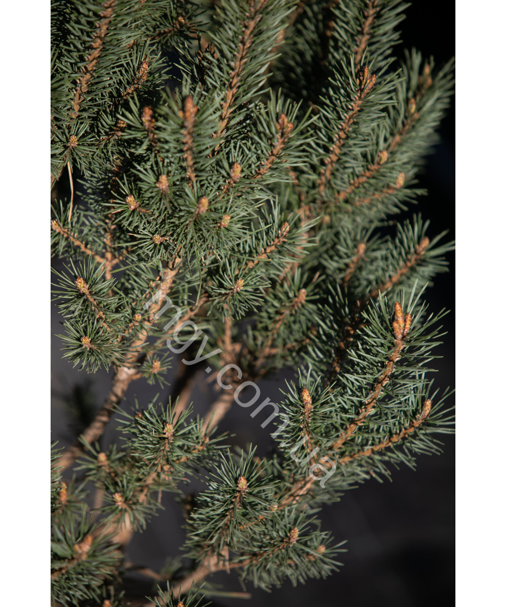Сосна звичайна "Ватерері" (Pinus sylvestris "Watereri")