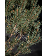 Сосна звичайна "Ватерері" (Pinus sylvestris "Watereri")