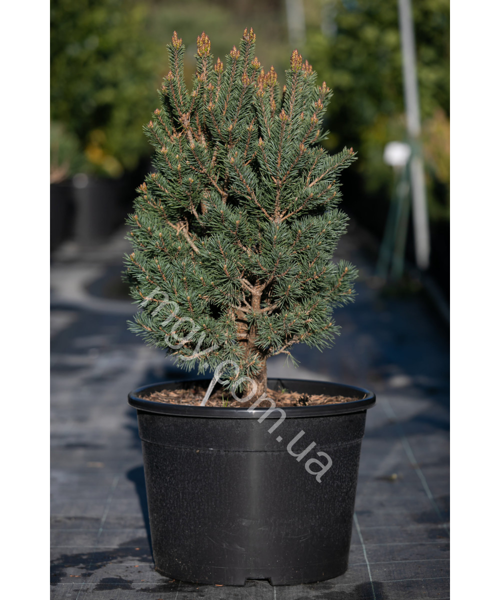 Сосна звичайна Френшам (Pinus sylvestris Frensham)