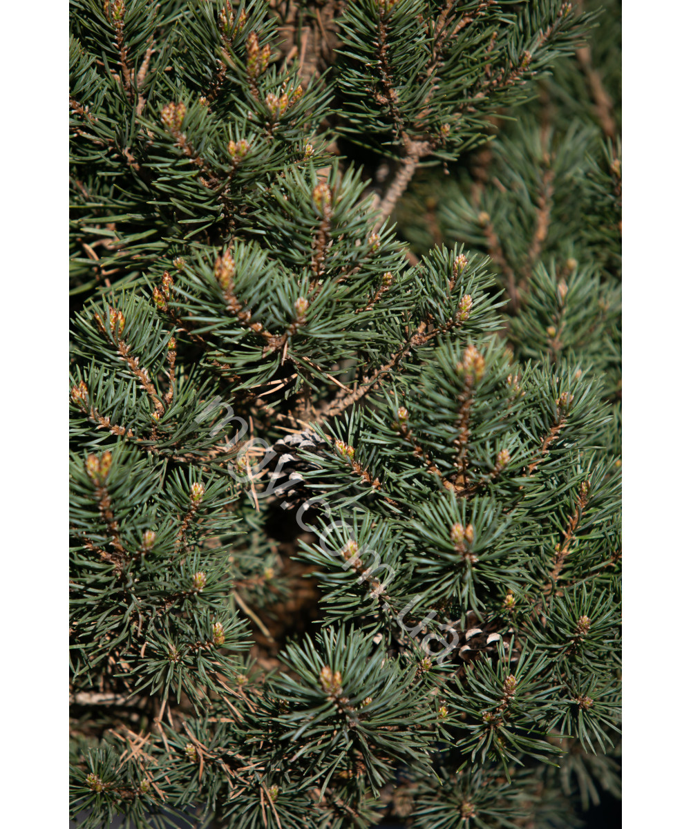 Сосна звичайна Френшам (Pinus sylvestris Frensham)