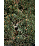 Сосна звичайна Френшам (Pinus sylvestris Frensham)