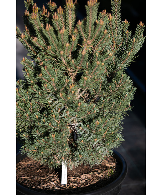 Сосна звичайна Френшам (Pinus sylvestris Frensham)