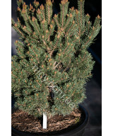 Сосна звичайна Френшам (Pinus sylvestris Frensham)