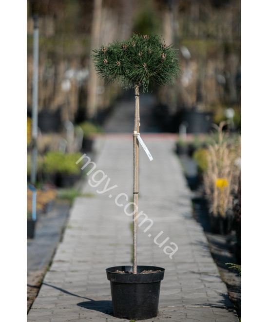 Сосна чорна "Брепо" на штамбі (Pinus nigra "Brepo")