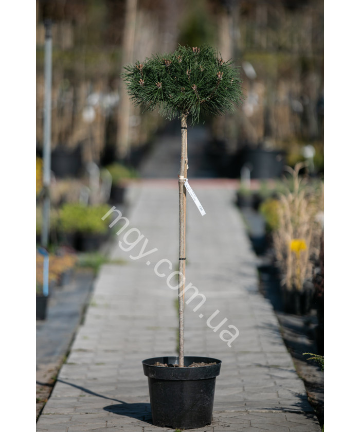 Сосна чорна "Брепо" на штамбі (Pinus nigra "Brepo")