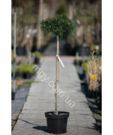 Сосна чорна "Брепо" на штамбі (Pinus nigra "Brepo")
