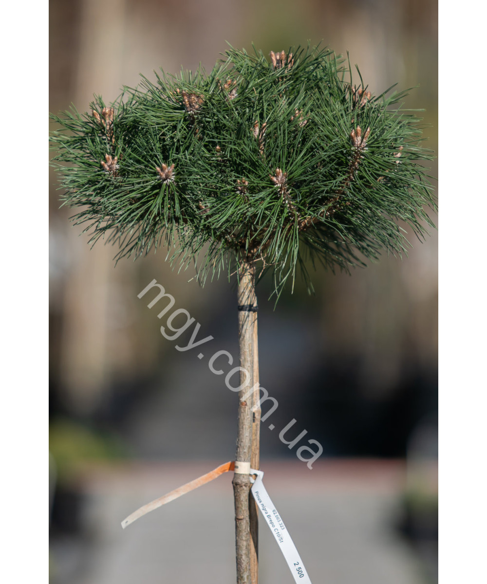 Сосна чорна "Брепо" на штамбі (Pinus nigra "Brepo")