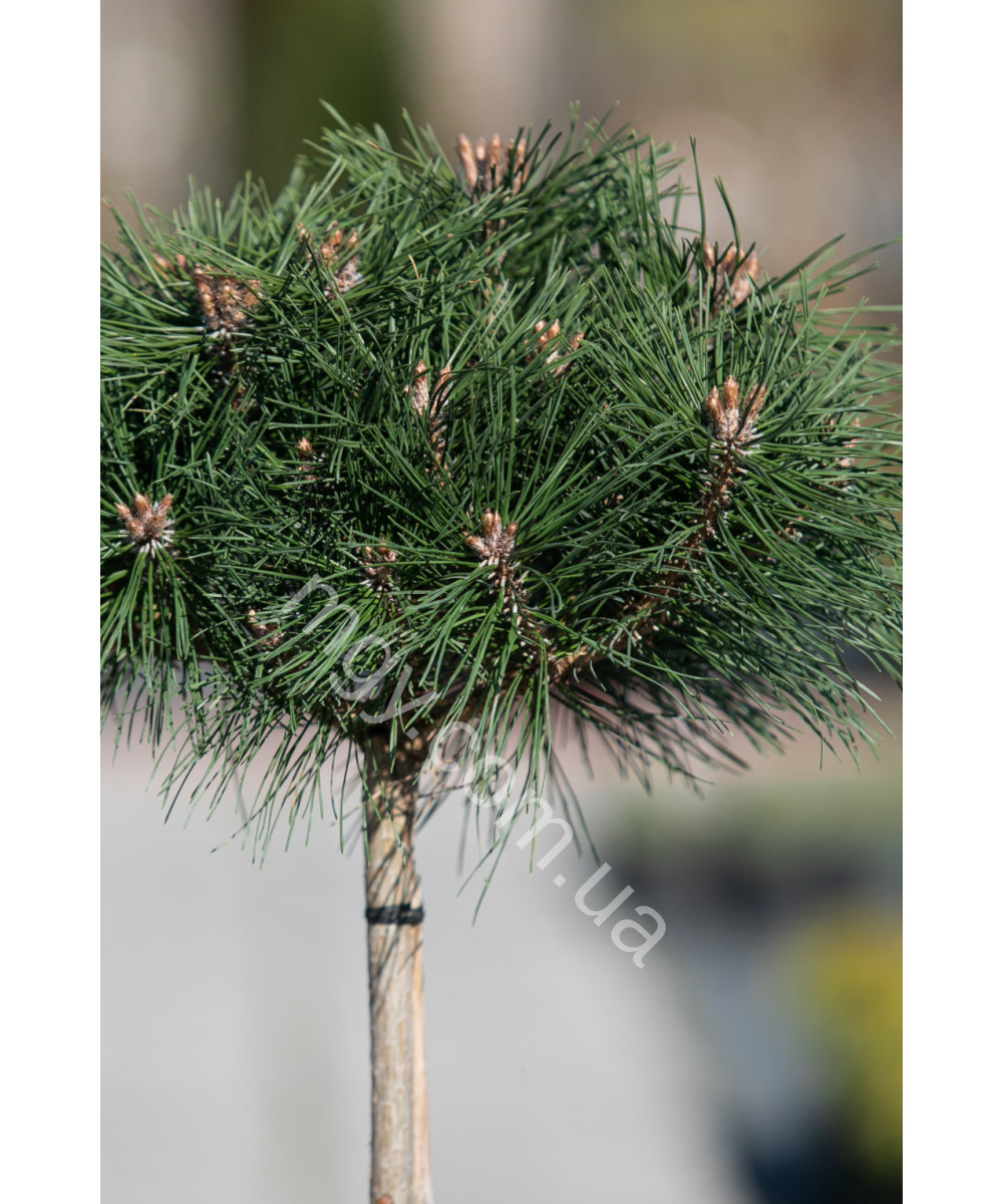 Сосна чорна "Брепо" на штамбі (Pinus nigra "Brepo")