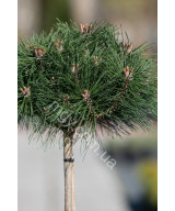 Сосна чорна "Брепо" на штамбі (Pinus nigra "Brepo")