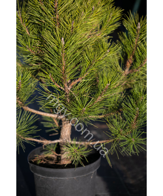 Сосна чорна "Спілберг" (Pinus nigra "Spielberg")