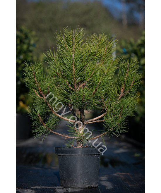 Сосна чорна "Спілберг" (Pinus nigra "Spielberg")