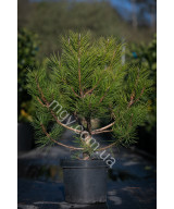 Сосна чорна "Спілберг" (Pinus nigra "Spielberg")