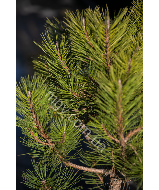 Сосна чорна "Спілберг" (Pinus nigra "Spielberg")