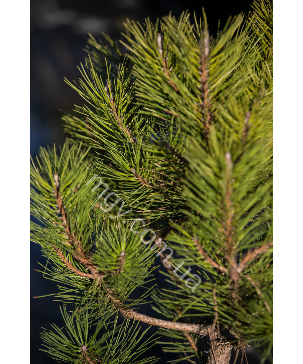 Сосна чорна "Спілберг" (Pinus nigra "Spielberg")