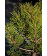 Сосна чорна "Спілберг" (Pinus nigra "Spielberg")
