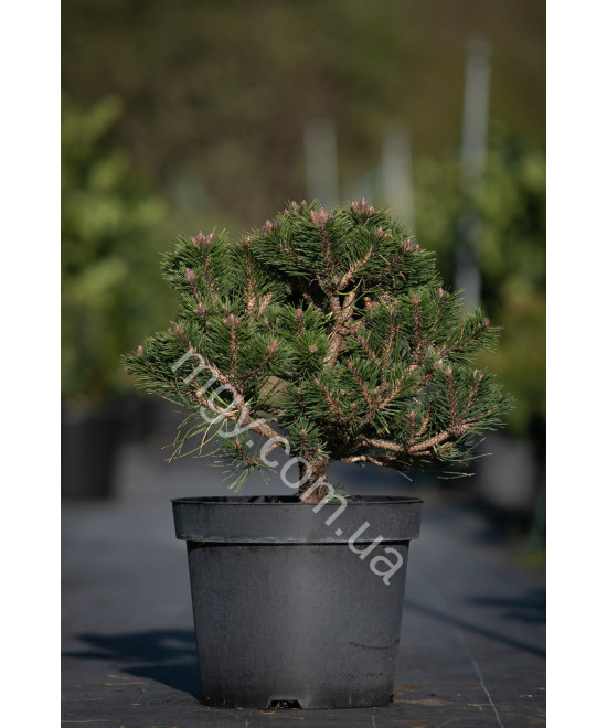Сосна чорна Слізoв (Pinus nigra Ślizów)