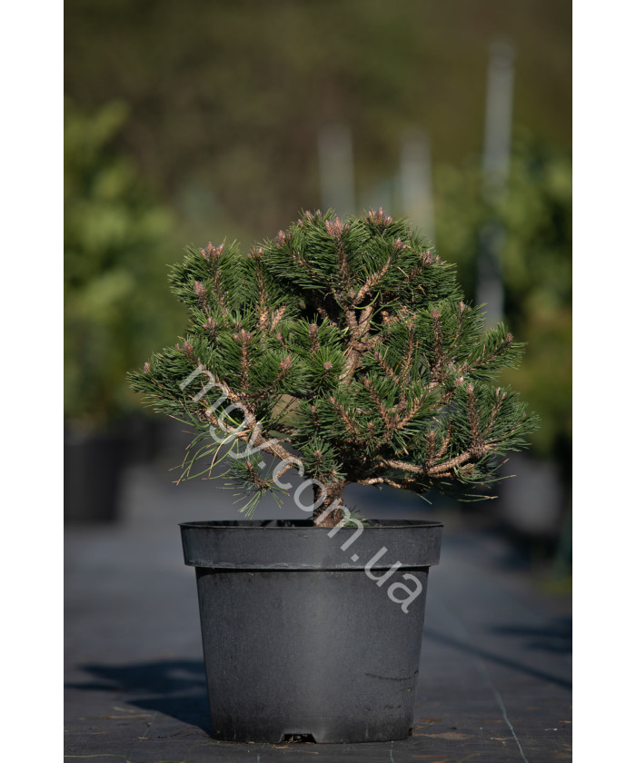 Сосна чорна Слізoв (Pinus nigra Ślizów)