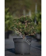 Сосна чорна Слізoв (Pinus nigra Ślizów)
