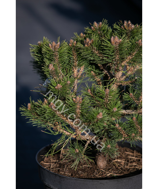 Сосна чорна Слізoв (Pinus nigra Ślizów)