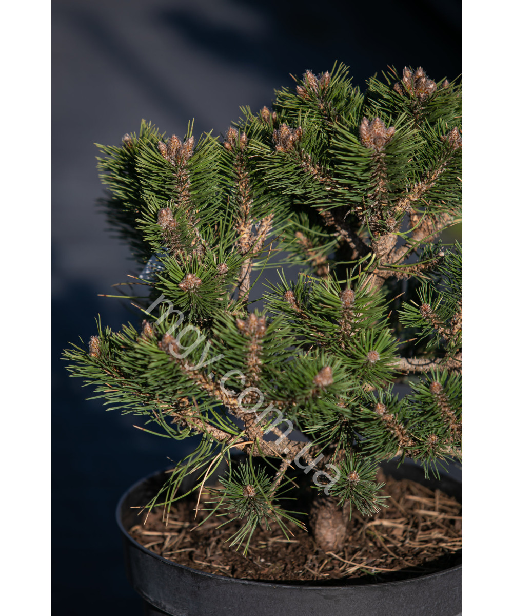 Сосна чорна Слізoв (Pinus nigra Ślizów)