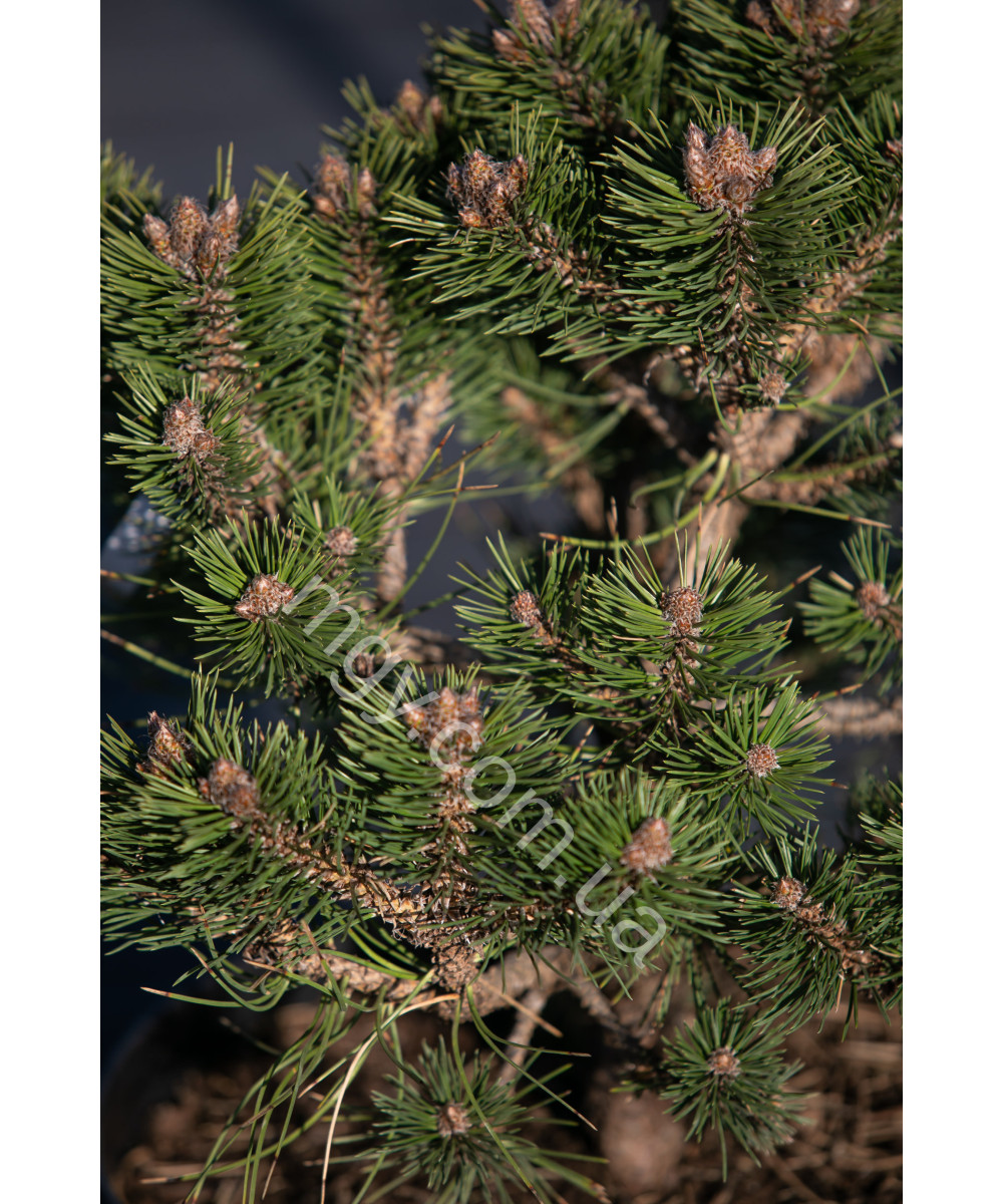 Сосна чорна Слізoв (Pinus nigra Ślizów)