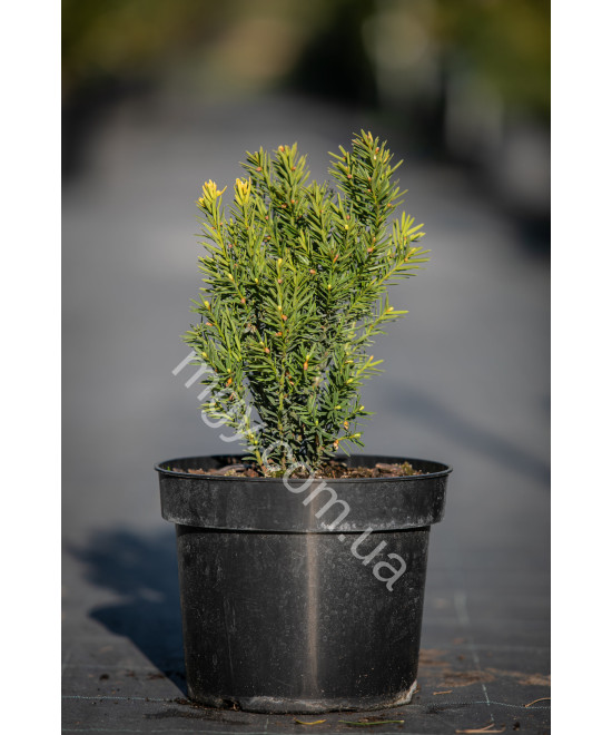 Тис середній Дензіформіс (Taxus media Densiformis)