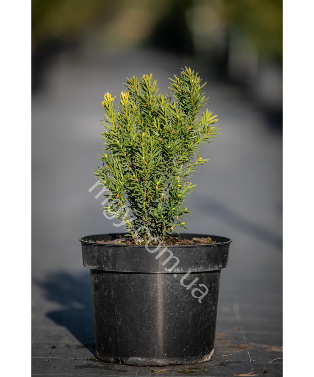 Тис середній Дензіформіс (Taxus media Densiformis)