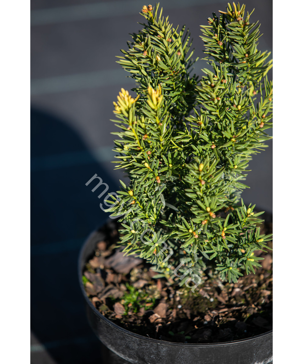 Тис середній Дензіформіс (Taxus media Densiformis)