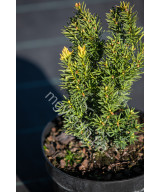 Тис середній Дензіформіс (Taxus media Densiformis)