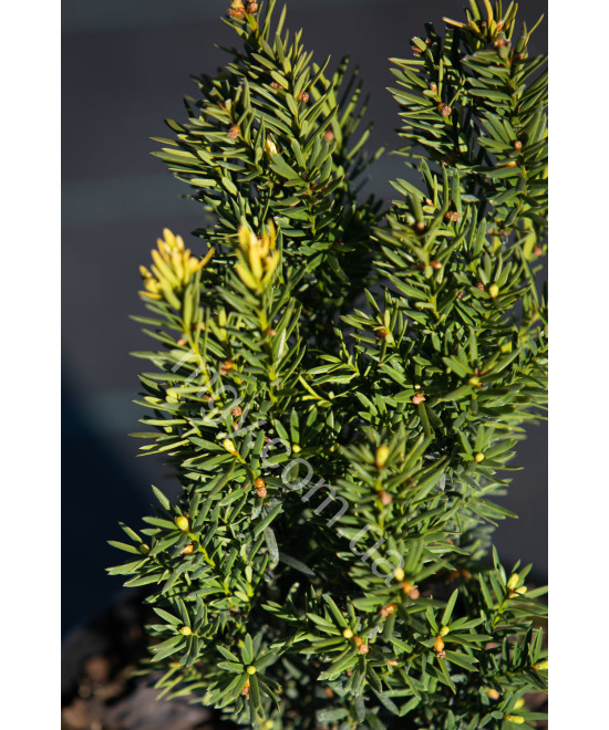 Тис середній Дензіформіс (Taxus media Densiformis)