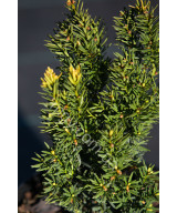 Тис середній Дензіформіс (Taxus media Densiformis)