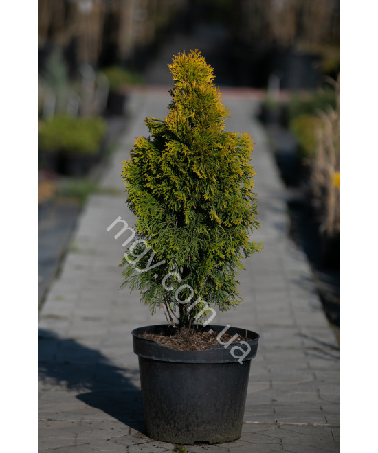 Туя західна "Джанет Голд" (Thuja occidentalis "Janed Gold")