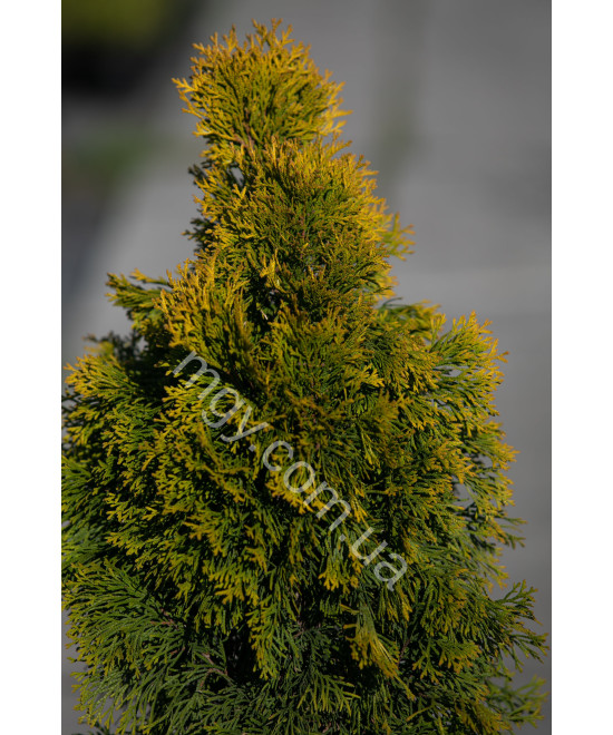 Туя західна "Джанет Голд" (Thuja occidentalis "Janed Gold")