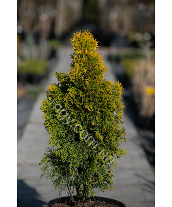 Туя західна "Джанет Голд" (Thuja occidentalis "Janed Gold")