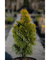 Туя західна "Джанет Голд" (Thuja occidentalis "Janed Gold")