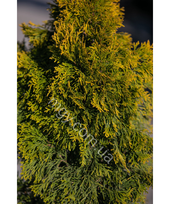 Туя західна "Джанет Голд" (Thuja occidentalis "Janed Gold")