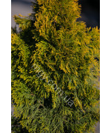 Туя західна "Джанет Голд" (Thuja occidentalis "Janed Gold")