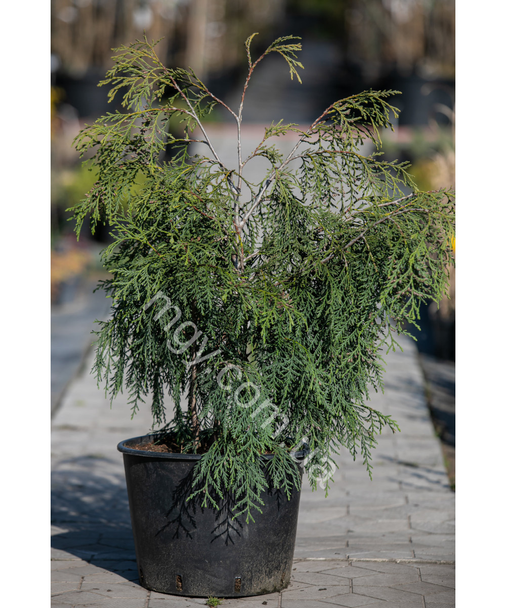 Туя складчаста Олдріч Маунтін (Thuja plicata Aldrich Mountain)