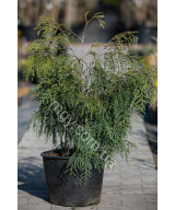 Туя складчаста Олдріч Маунтін (Thuja plicata Aldrich Mountain)