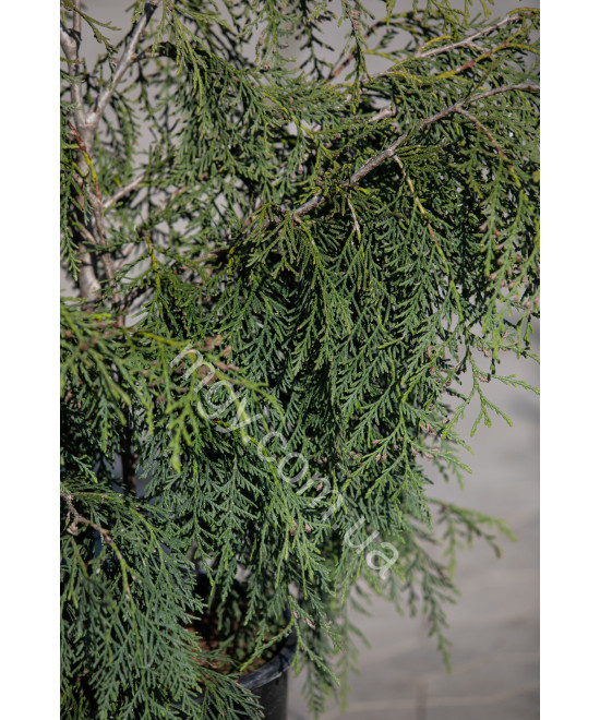 Туя складчаста Олдріч Маунтін (Thuja plicata Aldrich Mountain)
