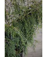 Туя складчаста Олдріч Маунтін (Thuja plicata Aldrich Mountain)