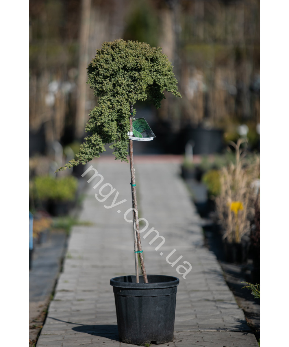 Ялівець Лежачий 'Нана'(Juniperus Procumbens Nana)