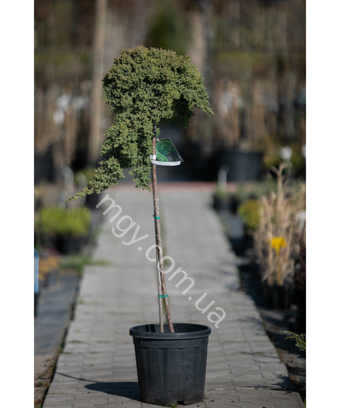 Ялівець Лежачий 'Нана'(Juniperus Procumbens Nana)