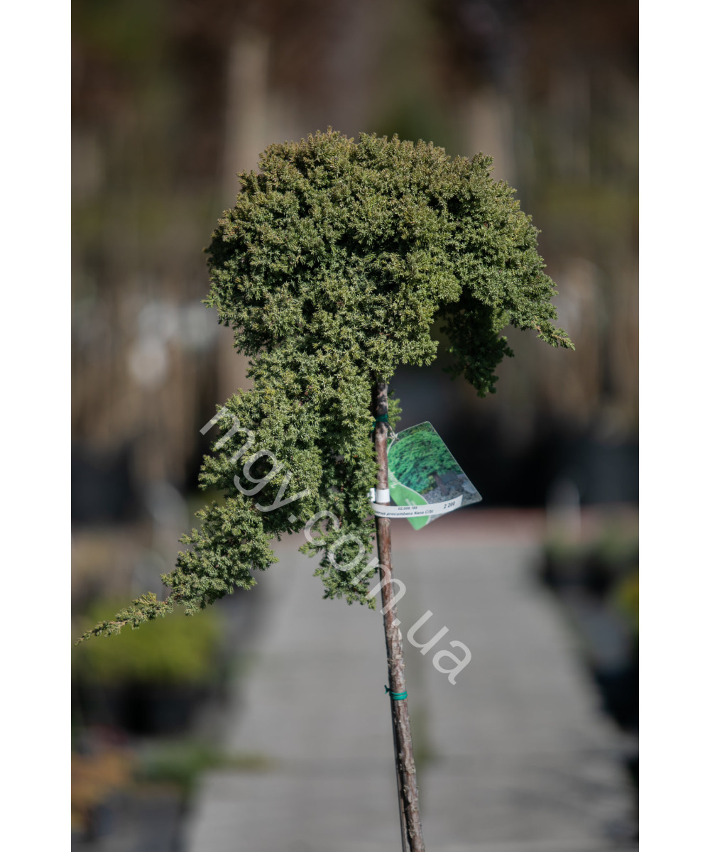 Ялівець Лежачий 'Нана'(Juniperus Procumbens Nana)