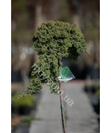 Ялівець Лежачий 'Нана'(Juniperus Procumbens Nana)