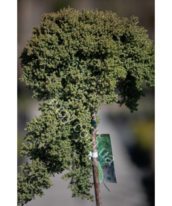 Ялівець Лежачий 'Нана'(Juniperus Procumbens Nana)