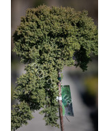 Ялівець Лежачий 'Нана'(Juniperus Procumbens Nana)