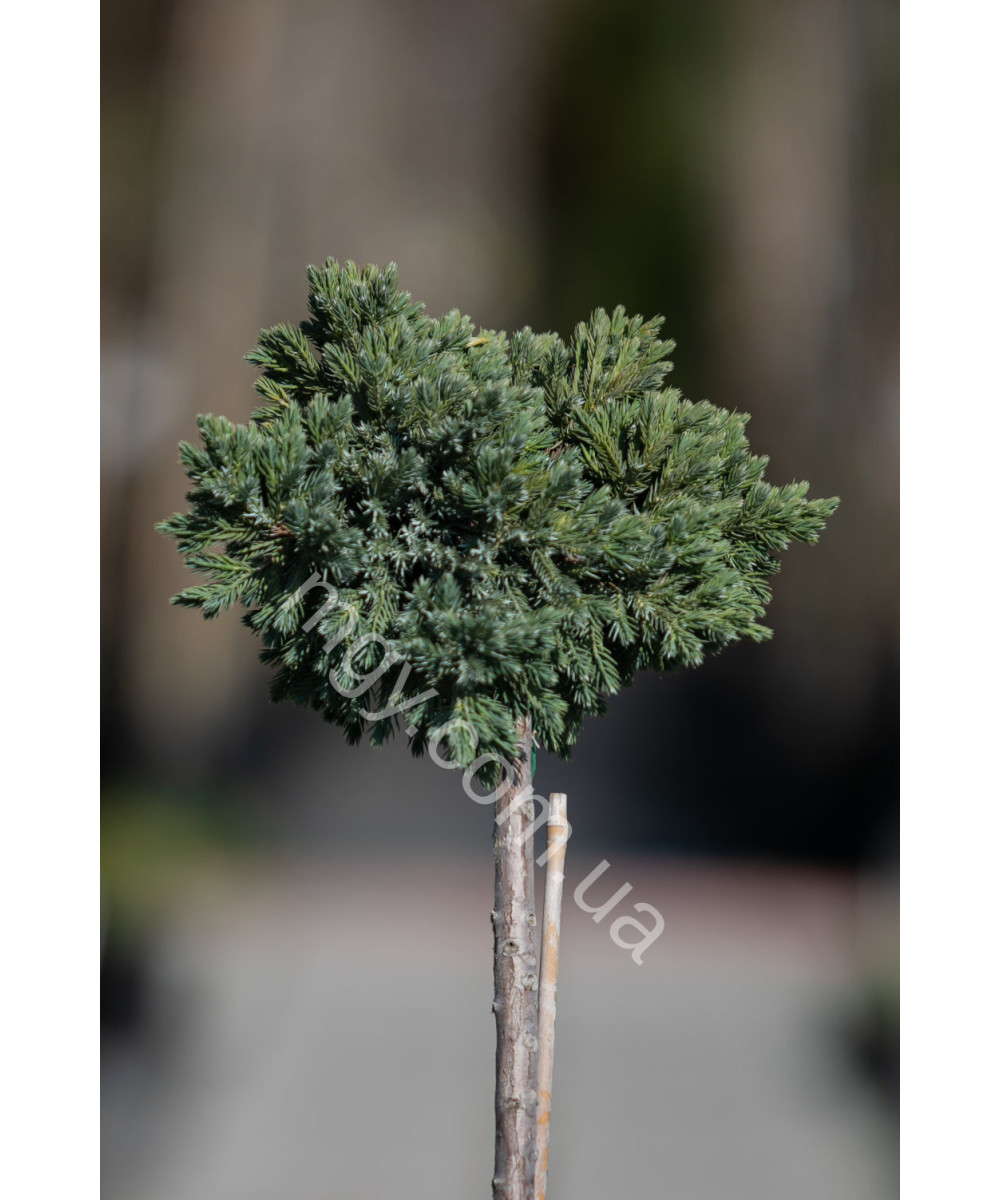 Ялівець Лускатий 'Блу Стар'  (Juniperus Squamata Blue Star)