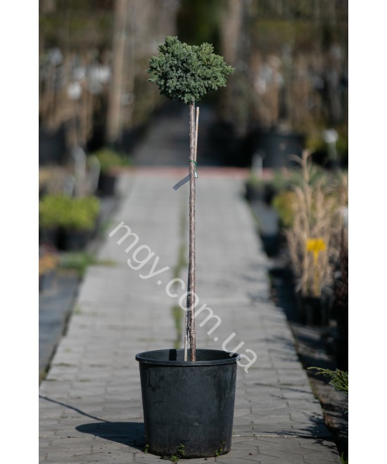 Ялівець Лускатий 'Блу Стар'  (Juniperus Squamata Blue Star)