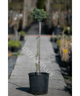 Ялівець Лускатий 'Блу Стар'  (Juniperus Squamata Blue Star)